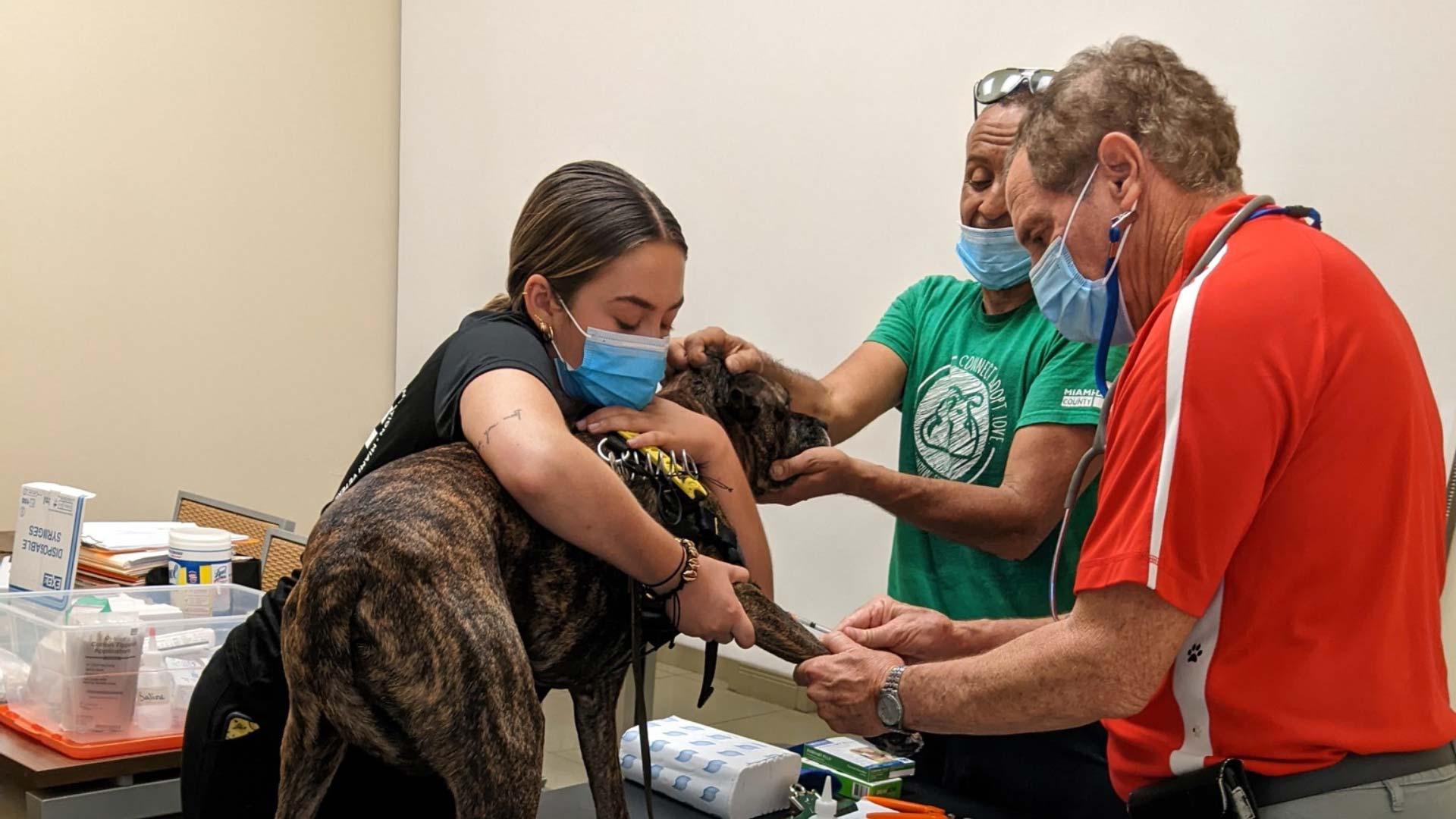 Veterinarian treating a dog